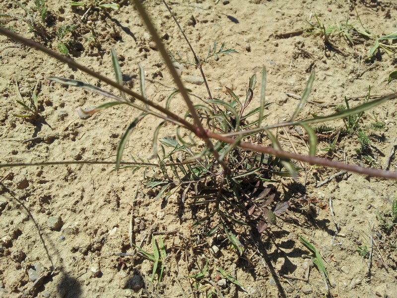 pianta da determinare - Scabiosa cfr. triandra